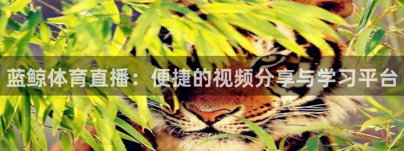 nba球友直播：蓝鲸体育直播：便捷的视频分享与学习平台